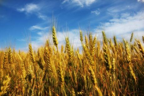 Contrat blé : une référence mondiale menacée