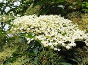 Gelée Fleurs Sureau