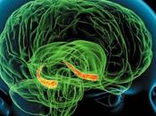 nouveaux neurones jour