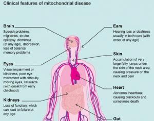 FIV: 3 parents pour un bébé sans maladie mitochondriale – NHS