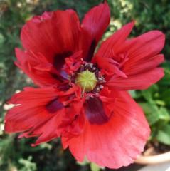 PAVOT JUIN 13 0713 (1632 x 1224).jpg