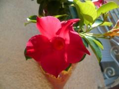 FLEUR SUSPENSION JUIN 13  20720 (1632 x 1224).jpg