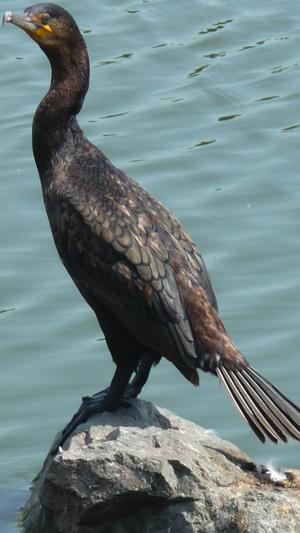 cormoranP1370705
