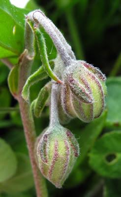 Helianthemum apenninum (Hélianthème des Apennins)