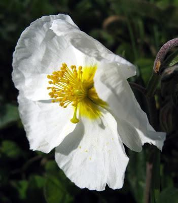 Helianthemum apenninum (Hélianthème des Apennins)