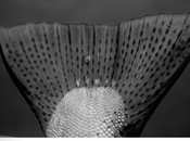 Lecture d’été revive numero