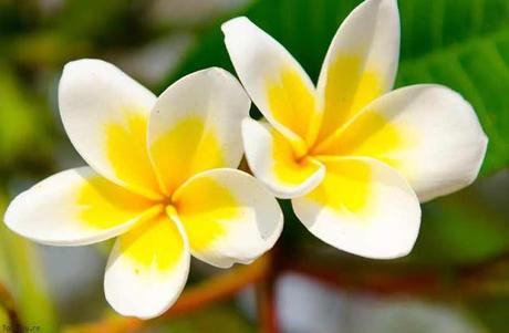 Ia Ora Na Tahiti ! Hei Poa Monoï : Tiaré et 1000 Fleurs