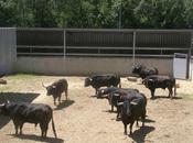 toros arrivent pampelune