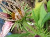 Espèces patates...!