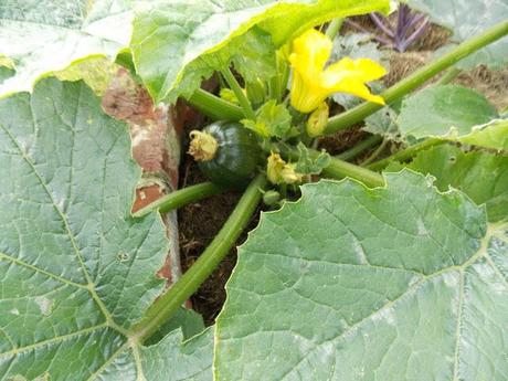 Au jardin, il ne faut jamais désespérer