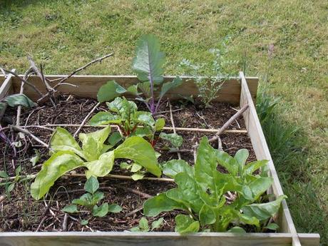 Au jardin, il ne faut jamais désespérer