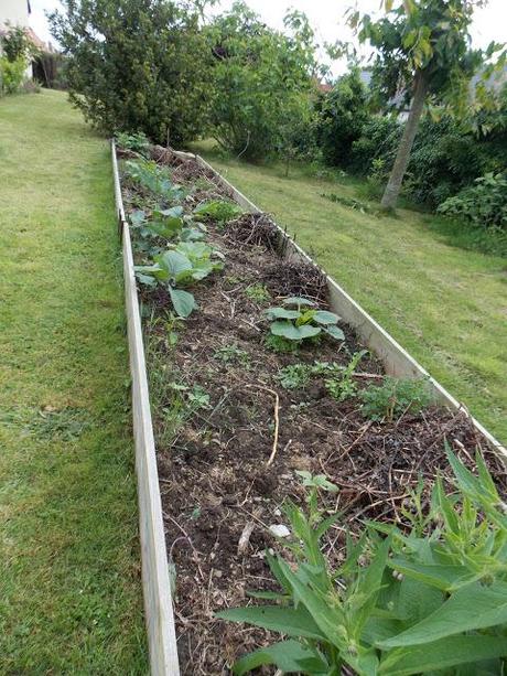 Au jardin, il ne faut jamais désespérer