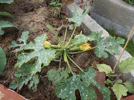 Au jardin, il ne faut jamais désespérer