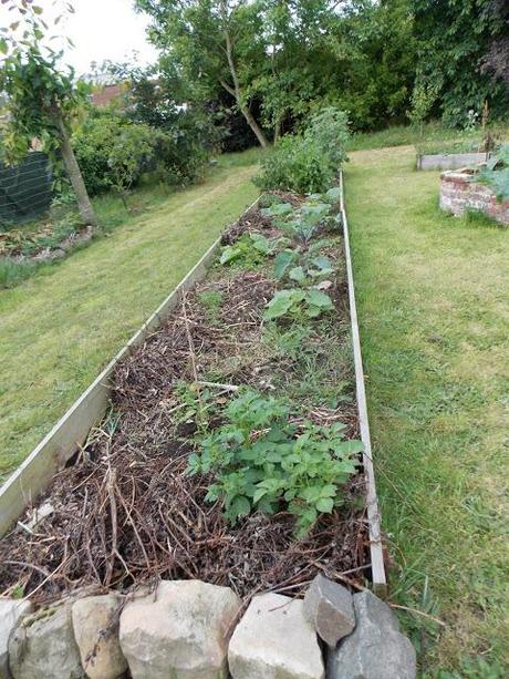 Au jardin, il ne faut jamais désespérer