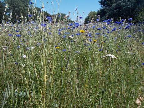 dimanche sur le front