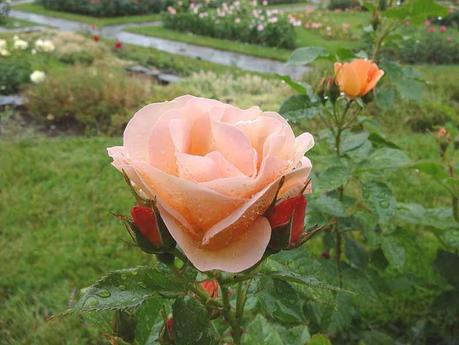 concours international de roses nouvelles,parc la grange,la roseraie