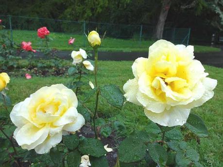 concours international de roses nouvelles,parc la grange,la roseraie