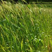 Les variétés paysannes de blé en voie de...
