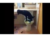 chien fait pipi toilettes