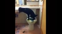 chien-pipi-toilet