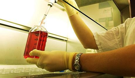 исследования австралия рост стволовые клетки эмбрион опыты лаборатория