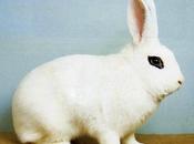 L'importance béta-carotène pour lapins
