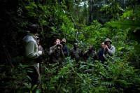 Chimpanzés : Découvrez les Coulisses du Tournage