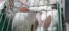 scandale l'élevage batterie lapins