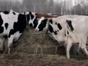 Ferme familiale péril Québec