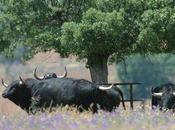 toros arrivent changent pampelune