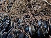 Eclade moules