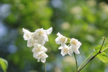 c philadelphus romi 17 juin 2013 030 (2).jpg