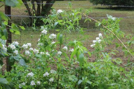 b philadelphus romi 3 juillet 027.jpg
