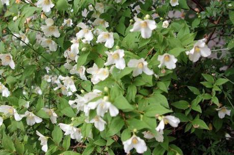 2 philadelphus 22 mai 2011 005.jpg