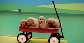 Dog Goldberg Machine by Beneful®