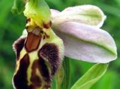 Variation Ophrys apifera var. friburgensis
