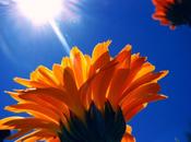 chansons… pour 2013