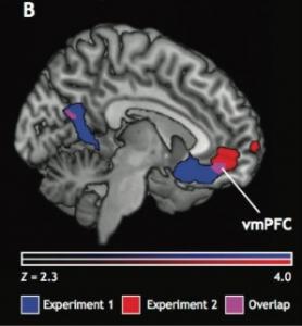 NEUROÉCONOMIE ou comment le cerveau fixe la valeur affective des choses – Journal of Neuroscience