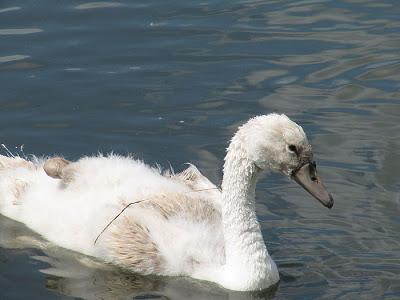 Fais-moi un cygne (II)