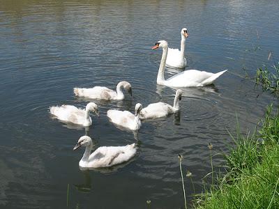 Fais-moi un cygne (II)