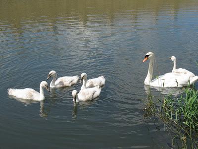 Fais-moi un cygne (II)