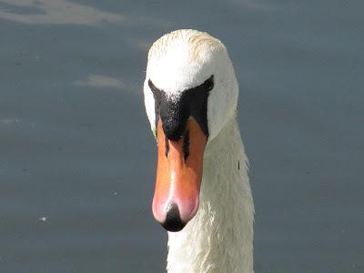 Fais-moi un cygne (II)