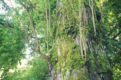 SAUVETERRE-DE-BEARN, CHARMING VILLAGE SAUVETERRE-DE-BEARN, CHARMING VILLAGE