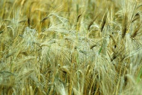 L'agriculture est apparue dans plusieurs endroits différents du croissant fertile