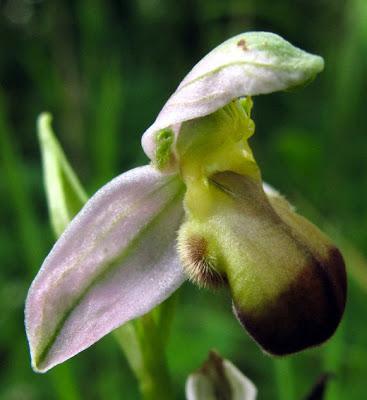 Variation sur Ophrys apifera (2) : Ophrys apifera var. bicolor