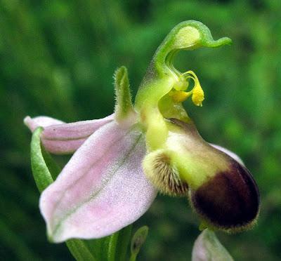 Variation sur Ophrys apifera (2) : Ophrys apifera var. bicolor