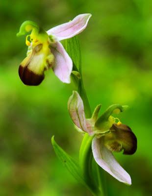 Variation sur Ophrys apifera (2) : Ophrys apifera var. bicolor