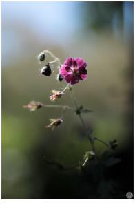 fleur billy bop-copie-1