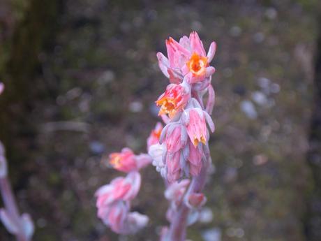 n'oublie jamais que tu sais t'envoler