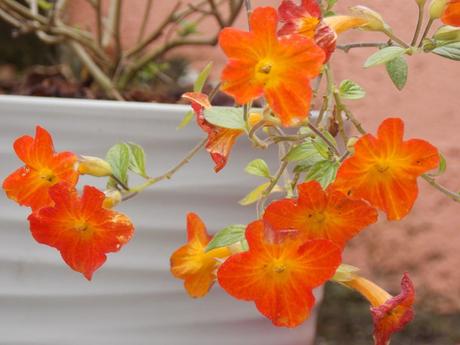 n'oublie jamais que tu sais t'envoler